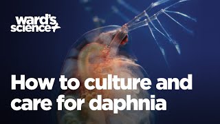 Caring and Culturing for Daphnia [upl. by Hitt]