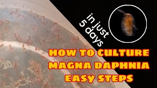 How to Culture Magna Daphnia Easily [upl. by Gaivn]