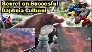 How to Culture Daphnia Successfully [upl. by Elsworth]