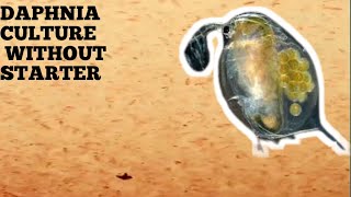 HOW TO CULTURE DAPHNIA NATURALLY WITHOUT A STARTER [upl. by Irrahs]