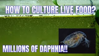 How to Culture Daphnia Secret Method to Breed MILLIONS  Simply Aquatic [upl. by Camm135]