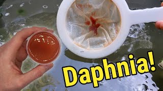 How I Culture Daphnia In Outdoor Tubs [upl. by Ayikahs]