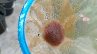 How to culture daphnia moina in a small container Part 1 English Subtitle [upl. by Solly]