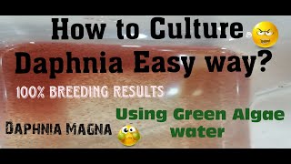 Daphnia MagnaHow to Culture Daphnia Easy wayCulturing Daphnia using Green water Daphnia [upl. by Cordey576]