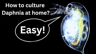 BEST Live Fish Food Beginner guide How to Culture Daphnia at home [upl. by Toney]