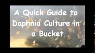 How to culture daphnia outside [upl. by Farly844]