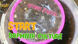 How to culture daphnia moina the easy way 1  Starting the Daphnia culture [upl. by Nerta]