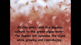 Daphnia  How to grow daphnia in your home [upl. by Quirk]