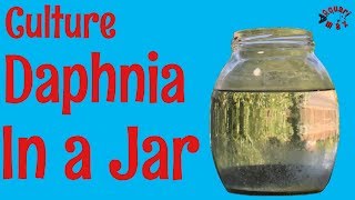 How to Culture Daphnia in a Jar [upl. by Arataj535]