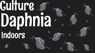 How to Culture Daphnia [upl. by Hartmann]