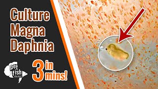 How to culture DAPHNIA MAGNA  The easy way [upl. by Porter206]