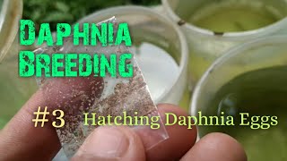 Daphnia Culture made simple and easy 3  Hatching Daphnia eggs [upl. by Amle547]