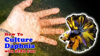 How to Culture Daphnia with ZERO Cost  Unlimited Live Food For Our Fish [upl. by Theresina201]