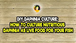 DIY Daphnia Culture How to Culture Nutritious Daphnia as Live Food for Your Fish [upl. by Anahtor]