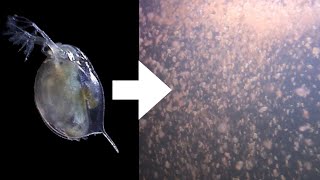 How I Culture Daphnia [upl. by Suilenrac970]