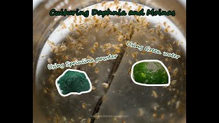 How To Culture Daphnia and Moinas using Green Water Spirulina powder [upl. by Yllod132]