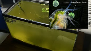 Raising Daphnia for the Freshwater Aquarium [upl. by Camille155]