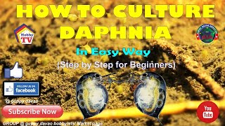 HOW TO CULTURE DAPHNIA In Easy Way [upl. by Nosidda]